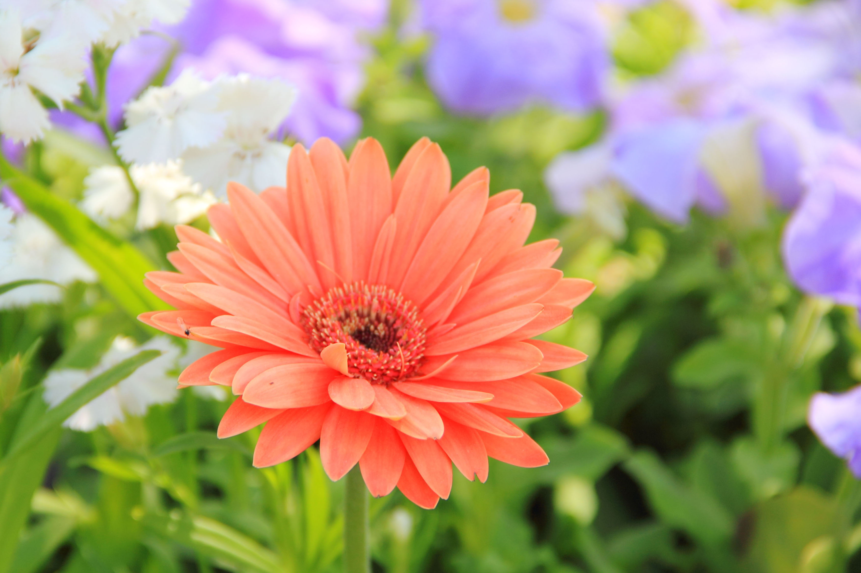 orange flower image hd