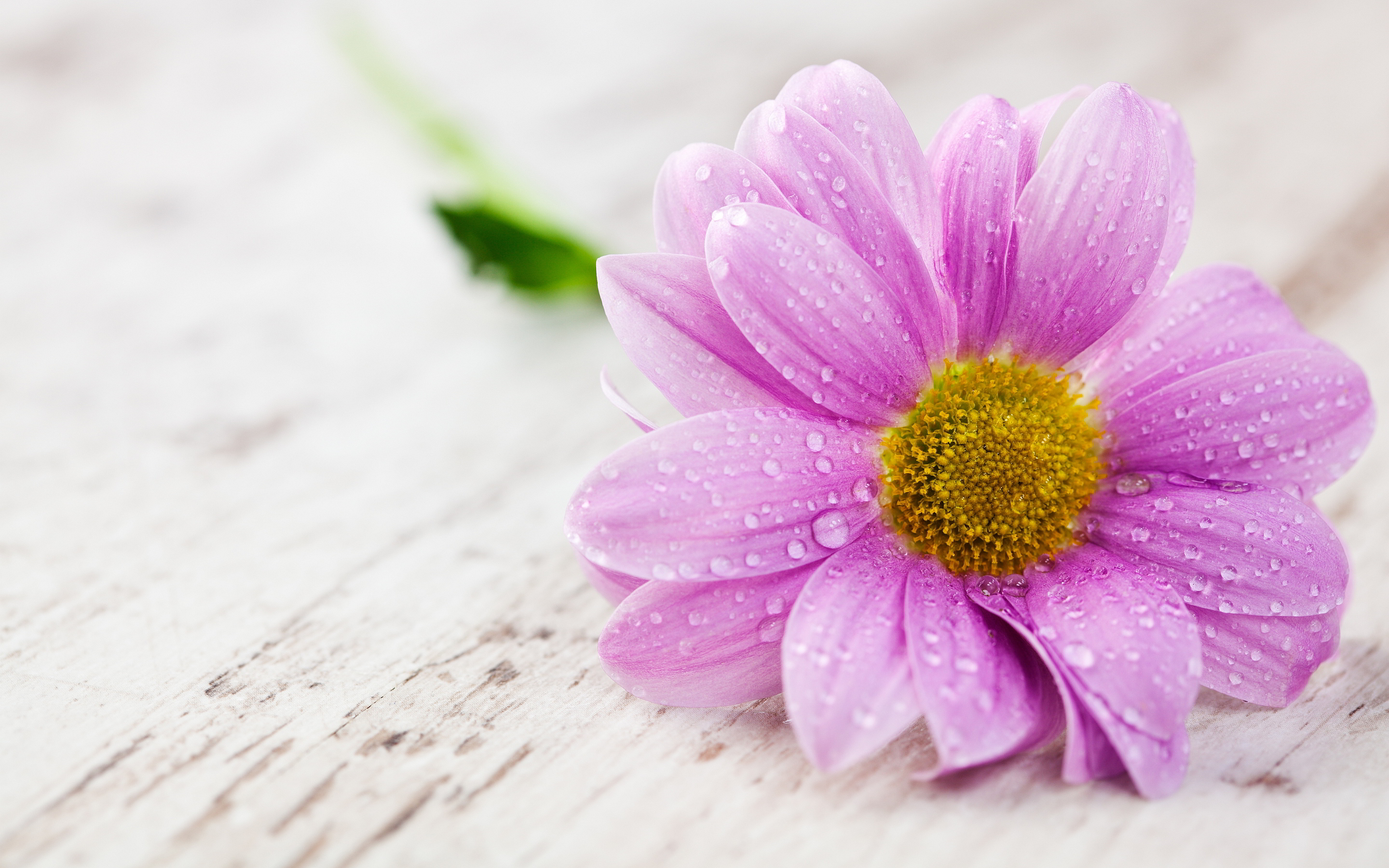 purple flower image hd