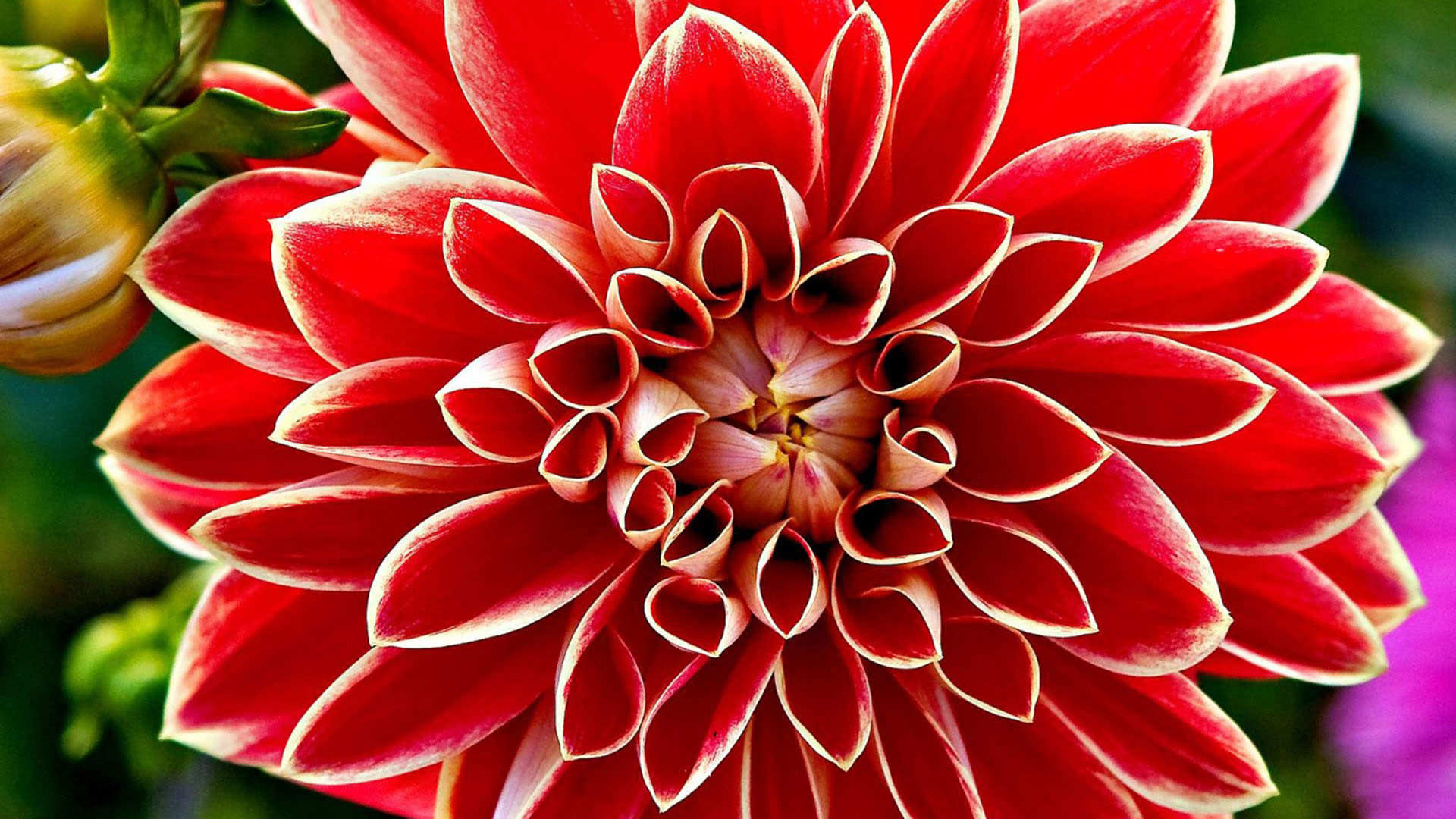 red flower image hd