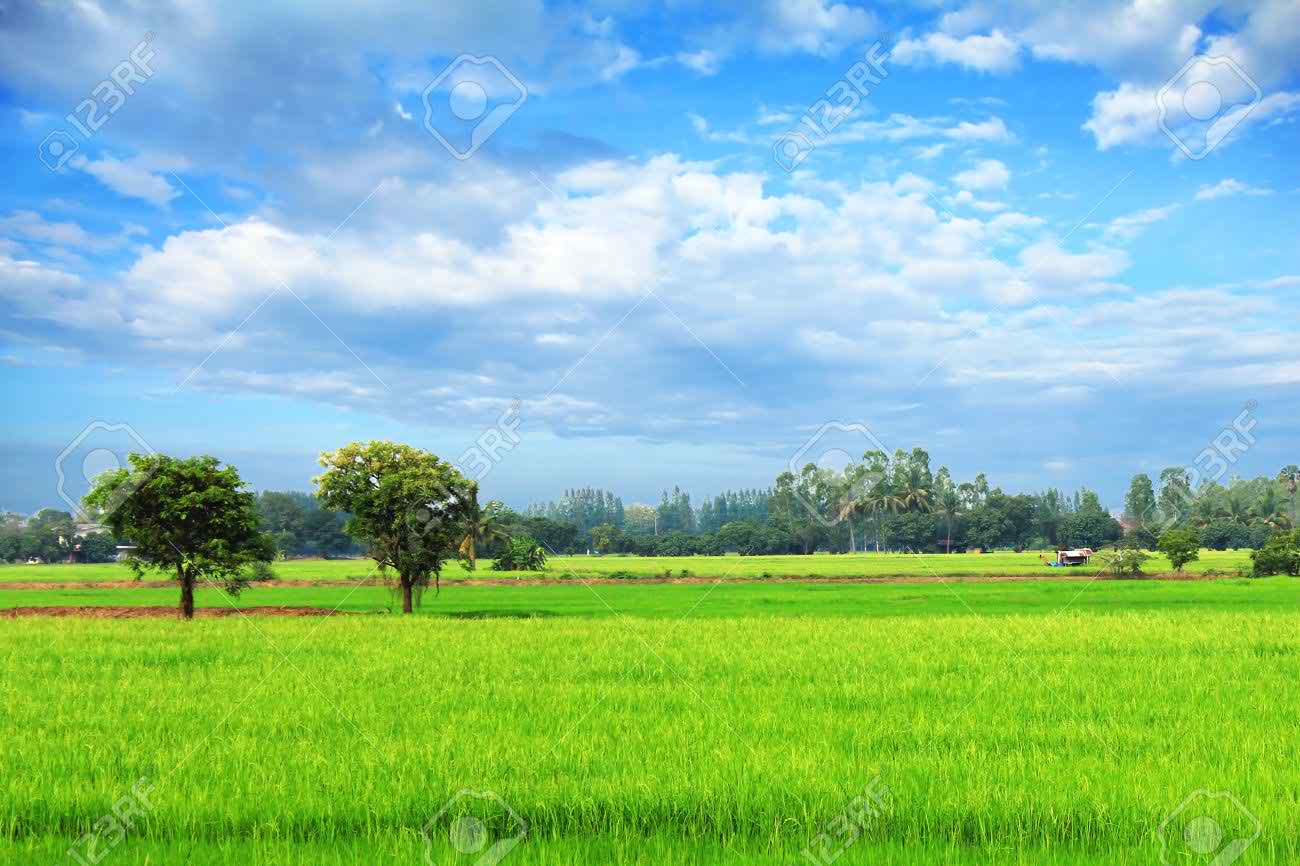 rice field landscape background