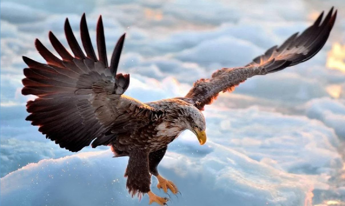 awesome flying eagle image