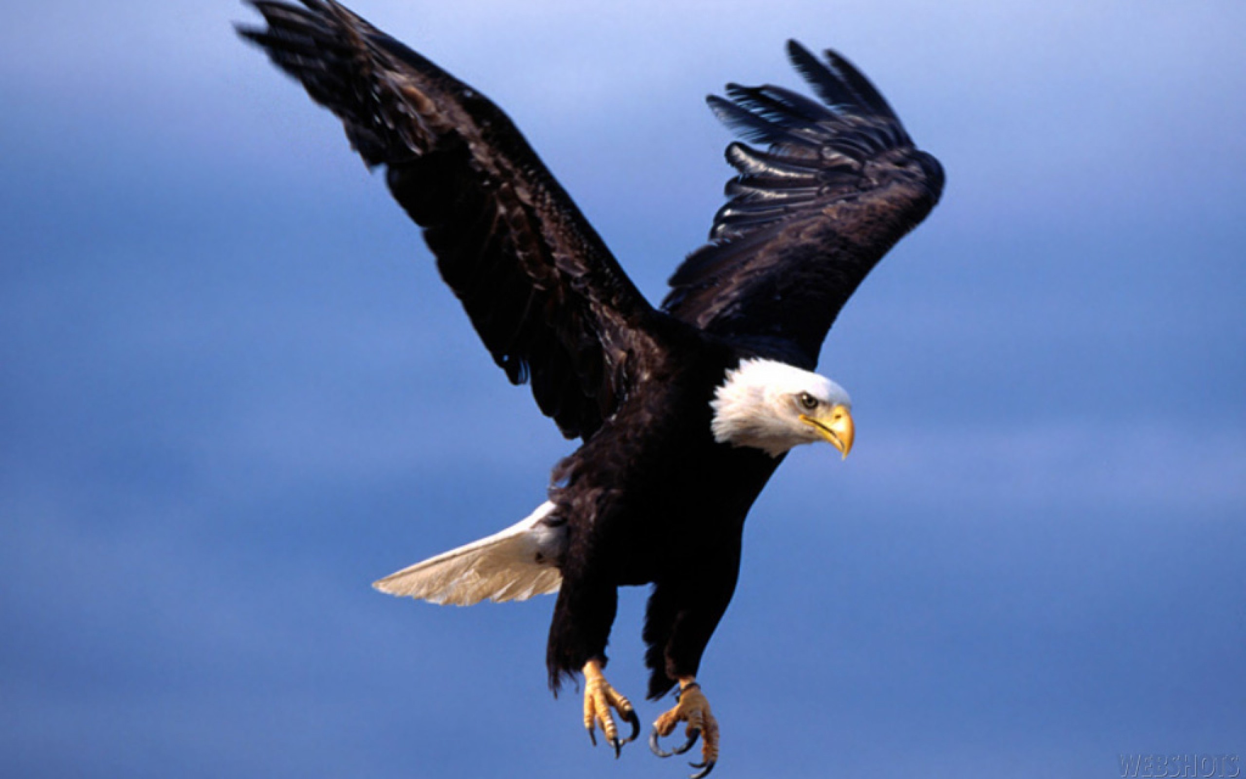 brown flying eagle image