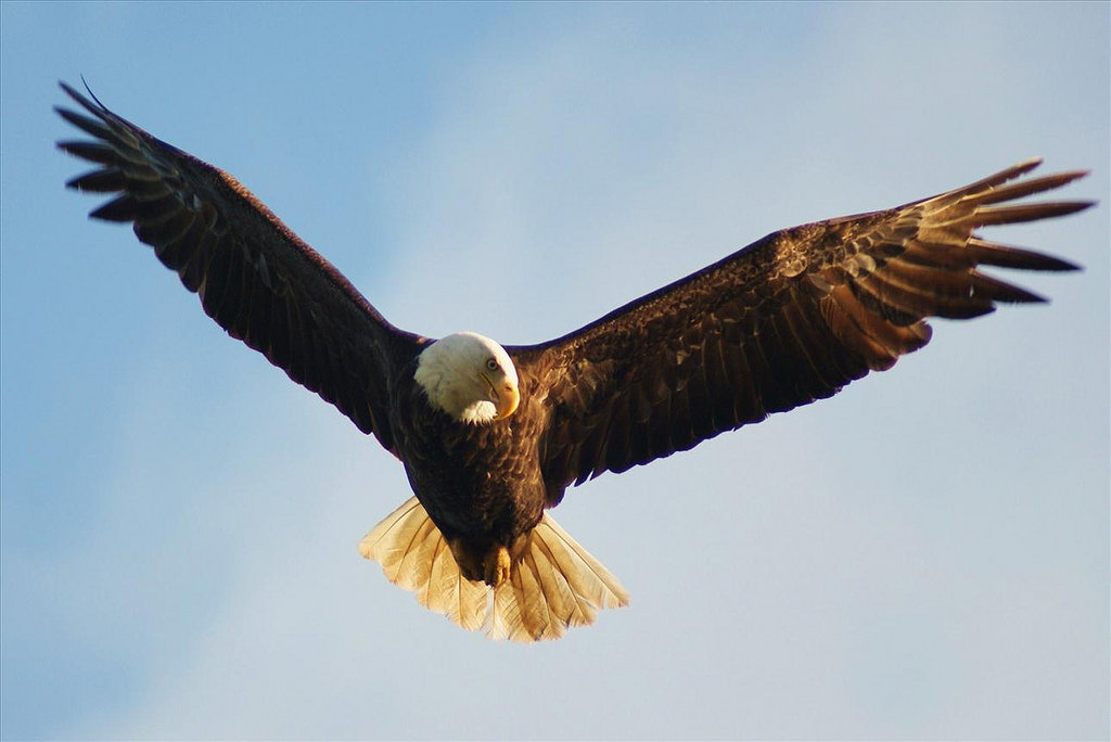 cool flying eagle image