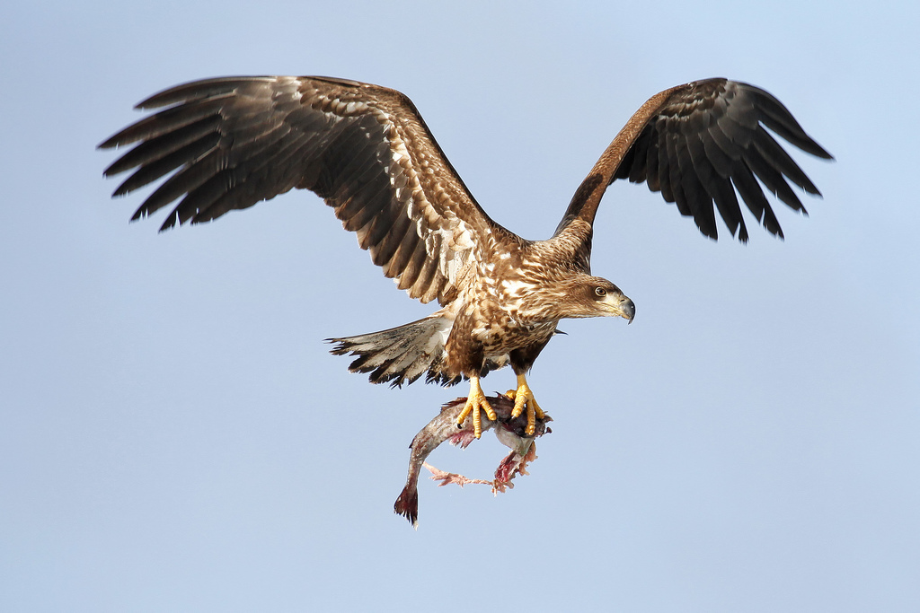 free flying eagle image