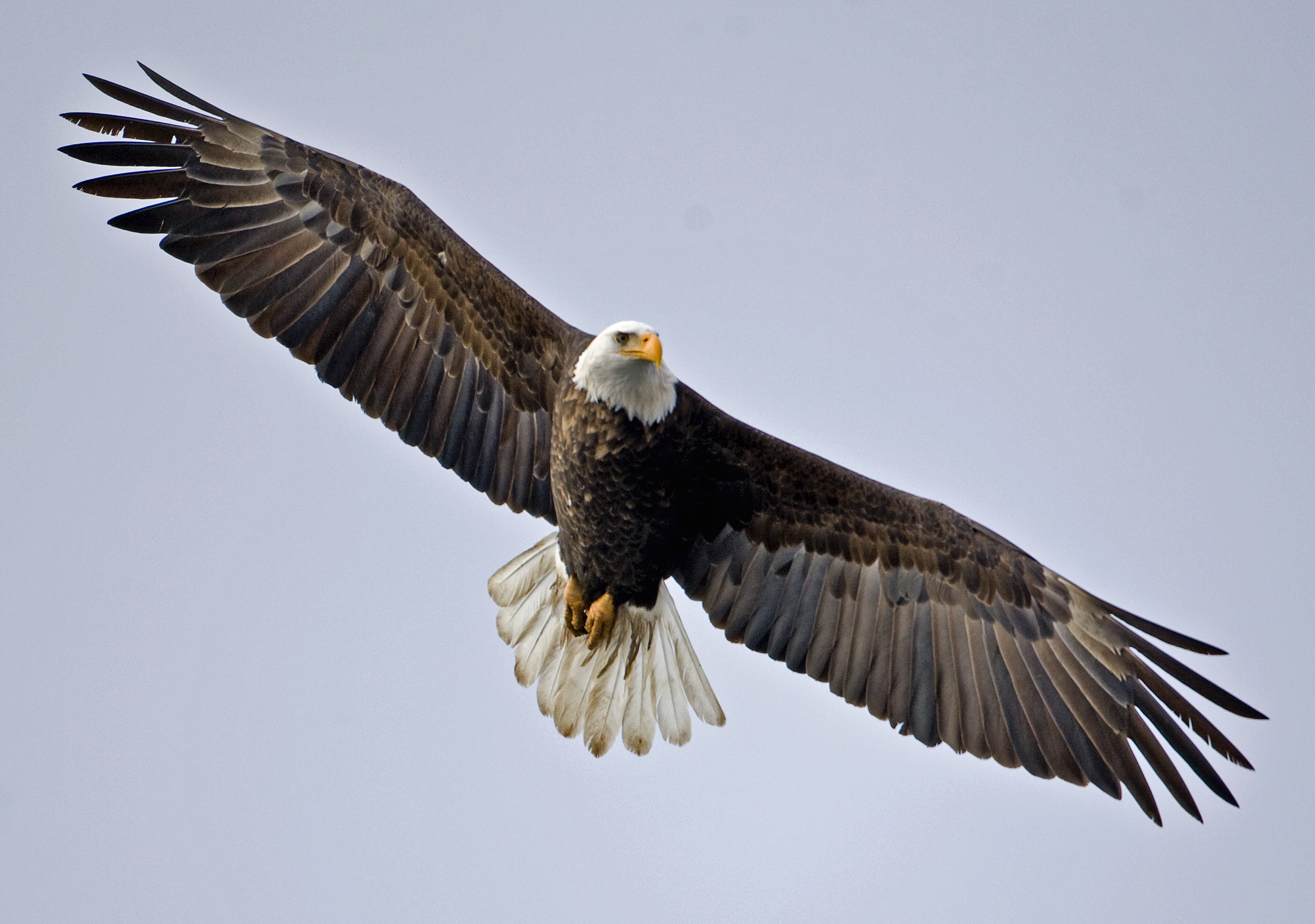 full hd flying eagle image