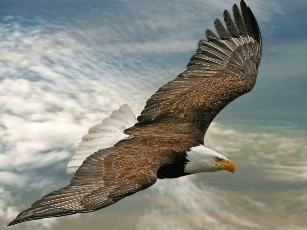 nice flying eagle image