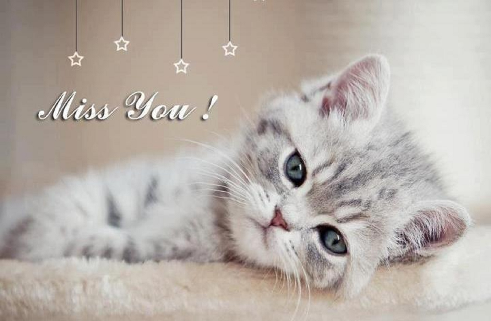 miss you cat image