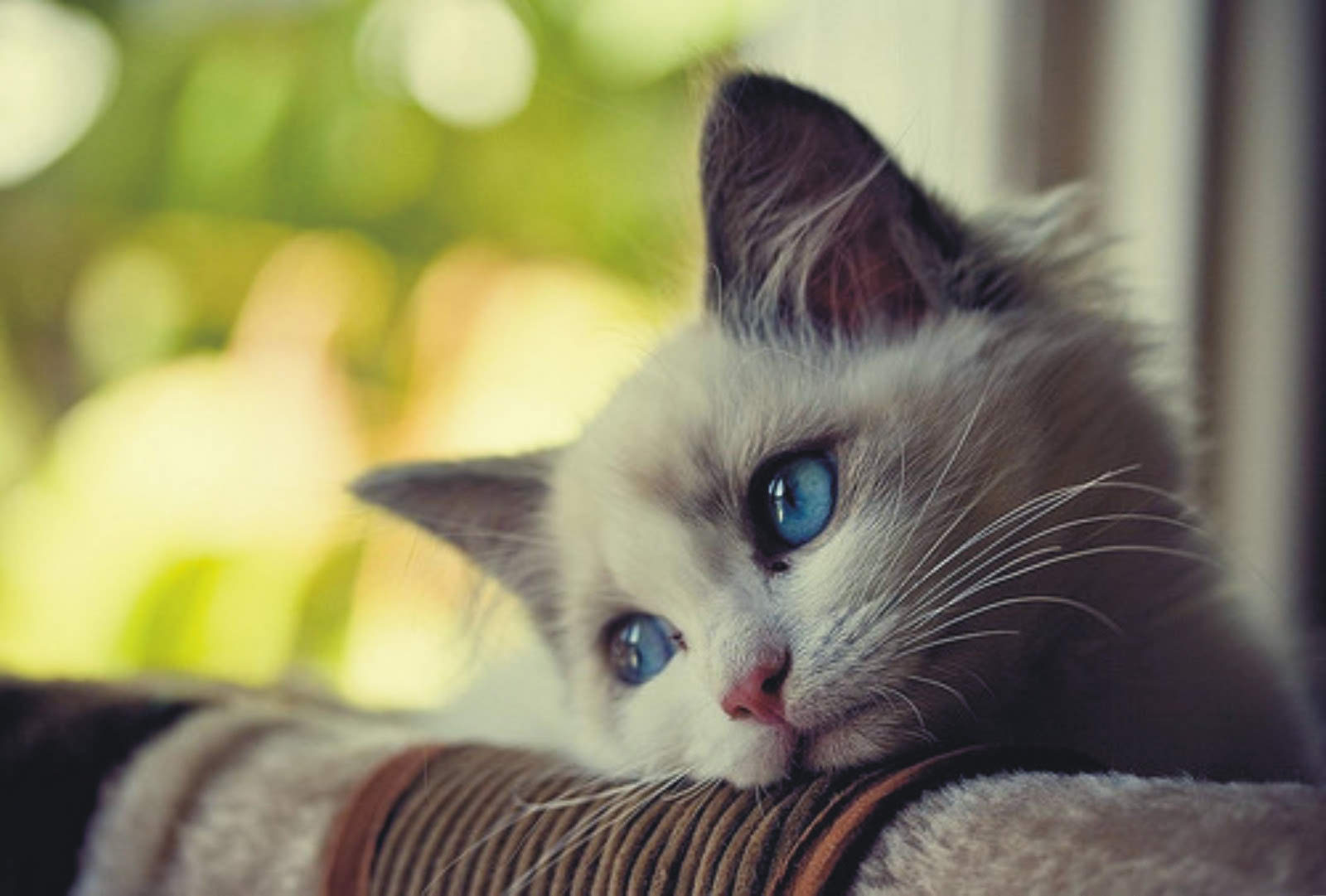 cute cat sad photos
