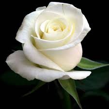 beautiful white rose photos