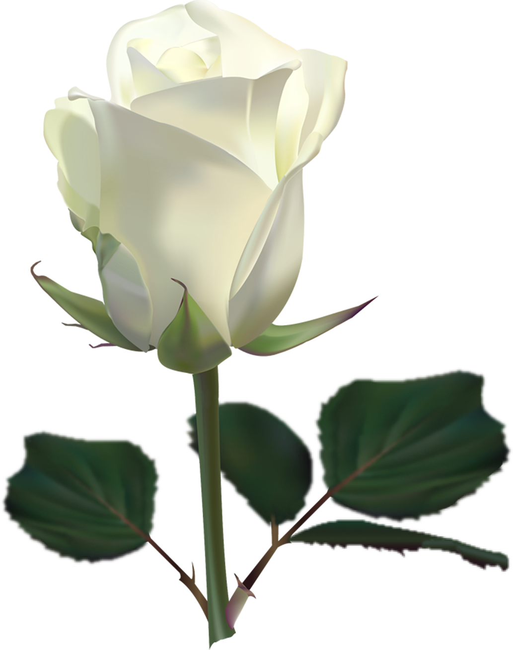 fantastic white rose image