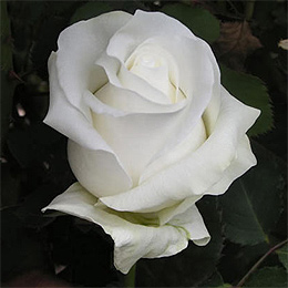 lovely white rose image
