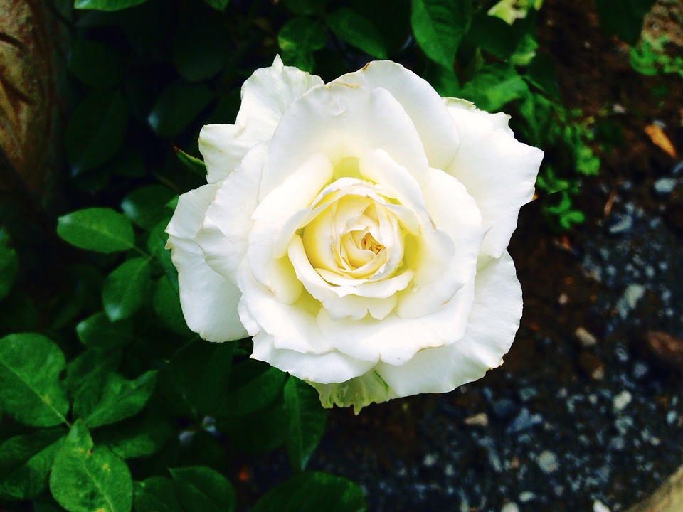 stunning white rose image