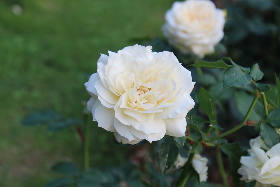 super hd white rose image