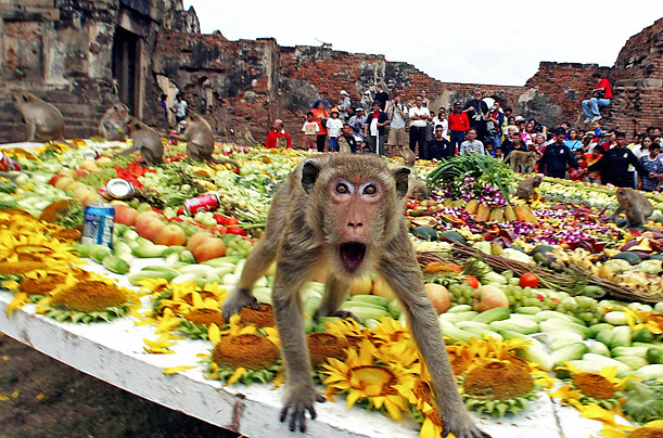 cute monkey buffet festival