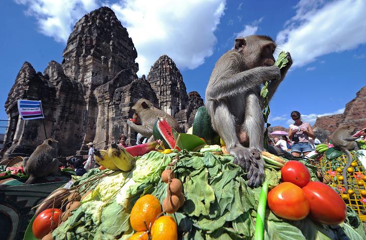 wonderful monkey buffet festival image