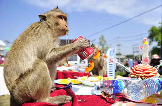 lovely monkey buffet festival image
