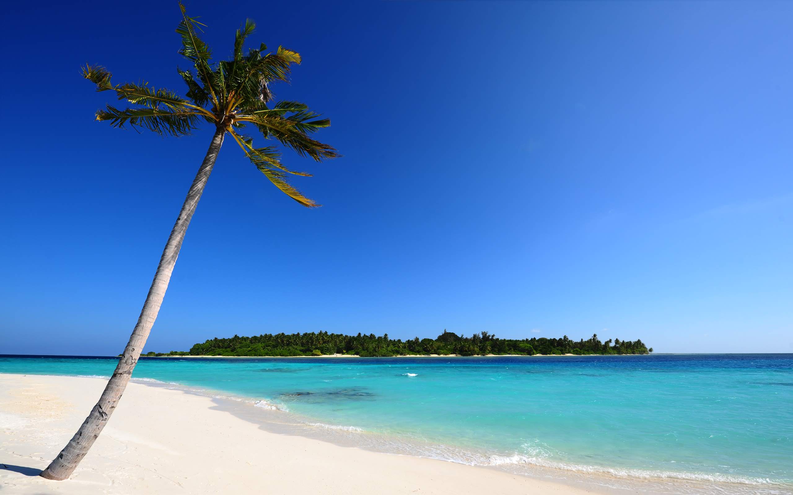 awesome beach palm tree image
