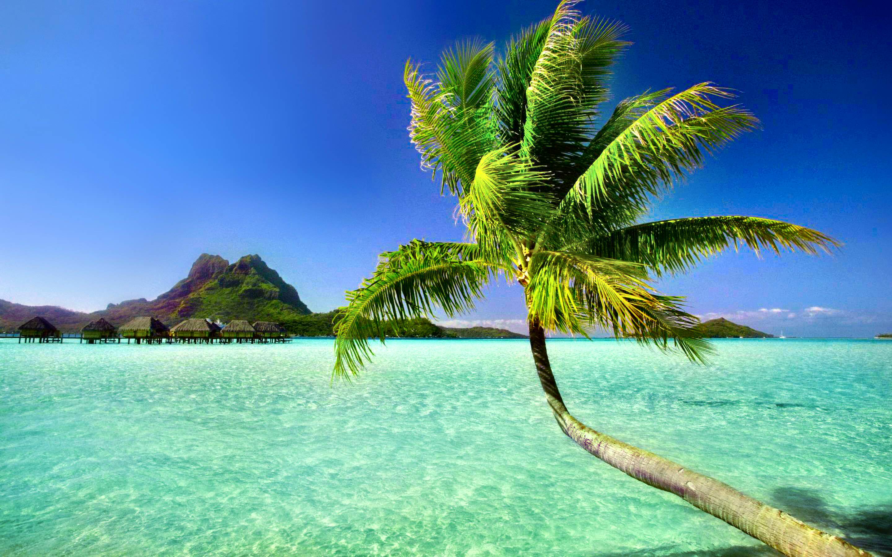 free beach palm tree photo