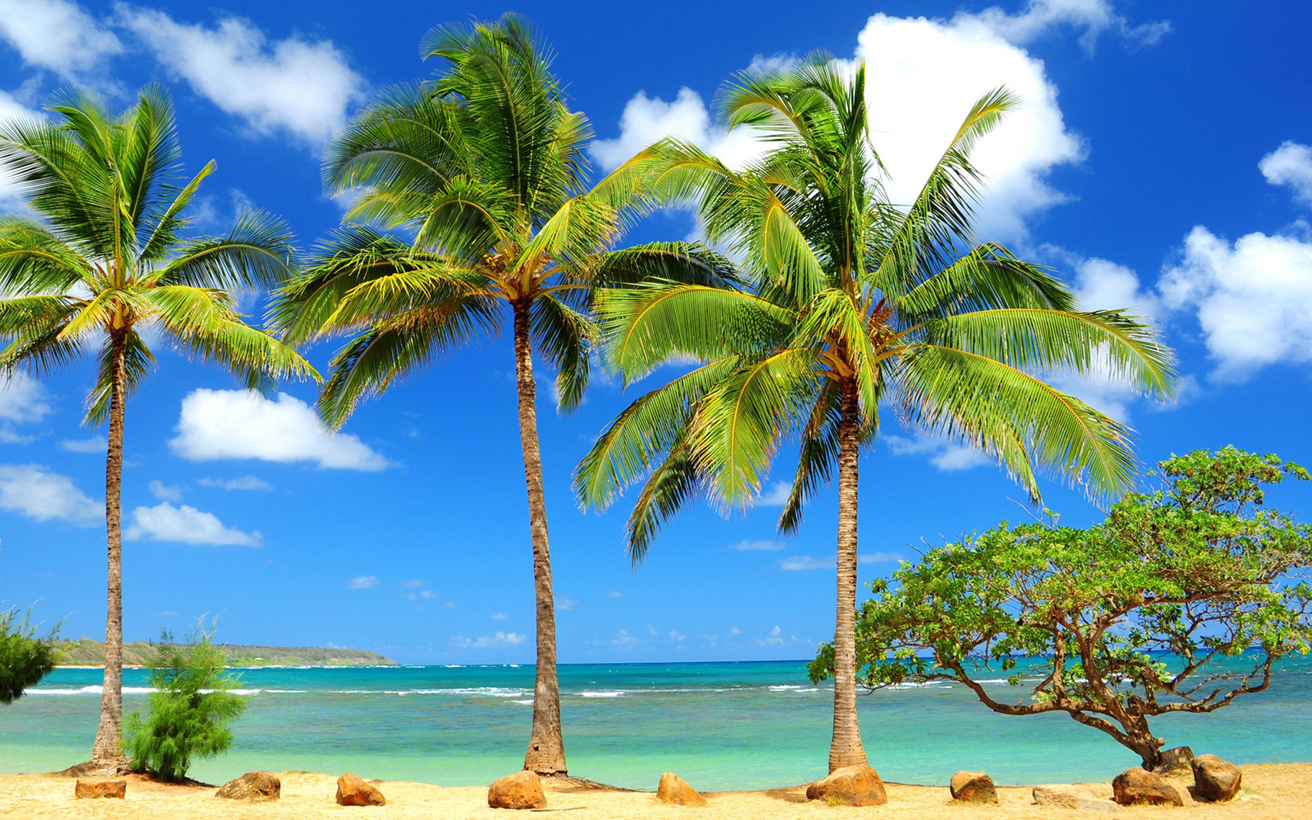 hawaii beach palm tree wallpaper