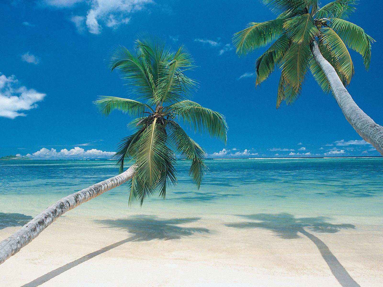 widescreen beach palm tree image