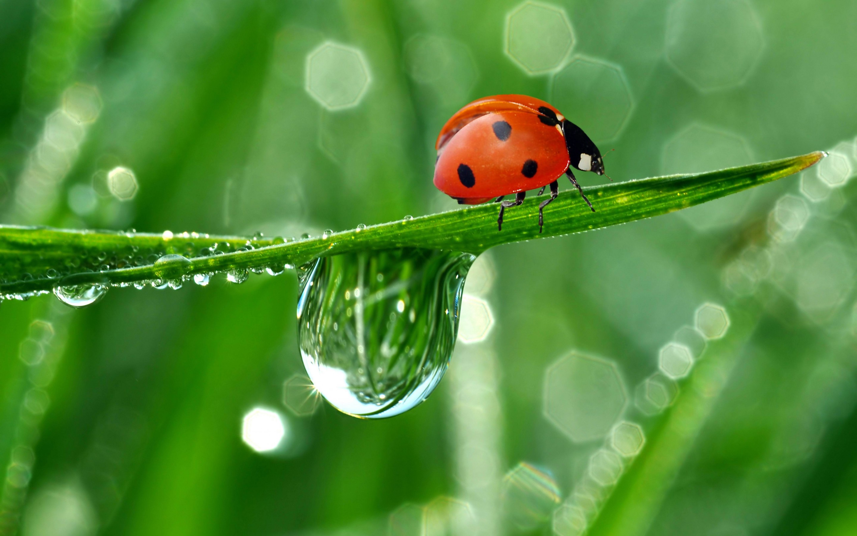 green background ladybug image