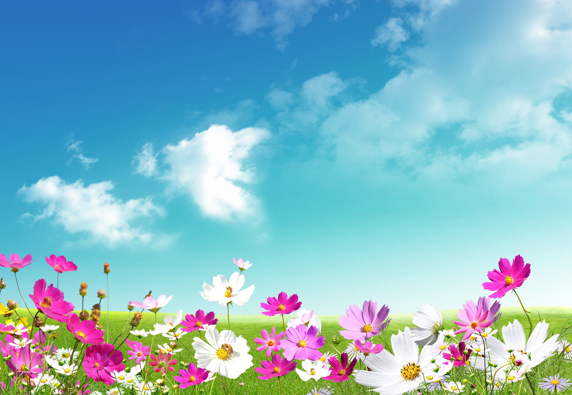 beautiful hd spring image