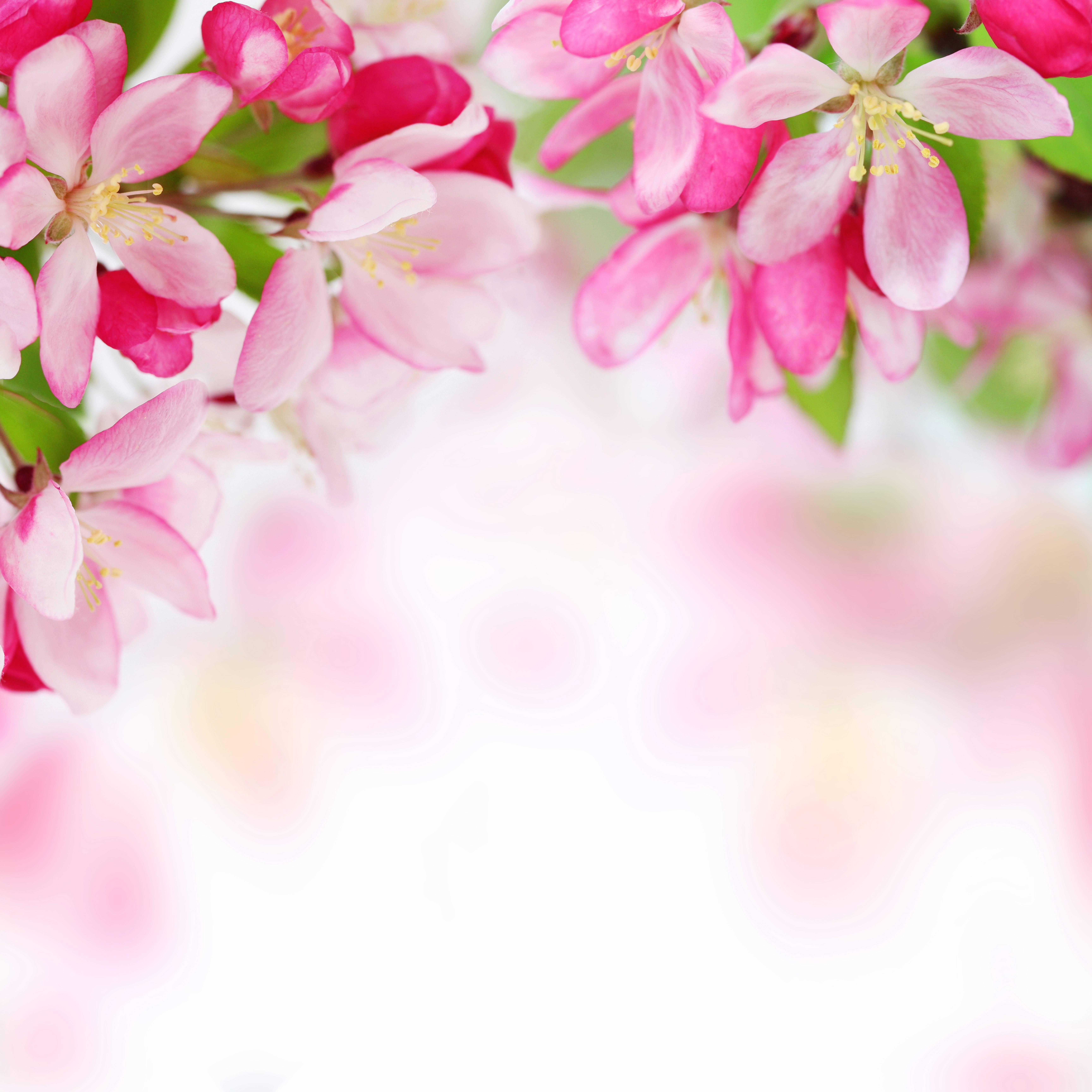 pink-spring-background