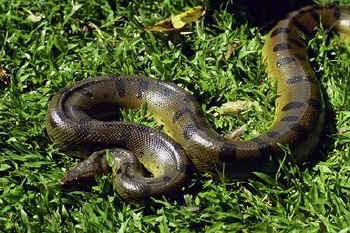 amazing anaconda image