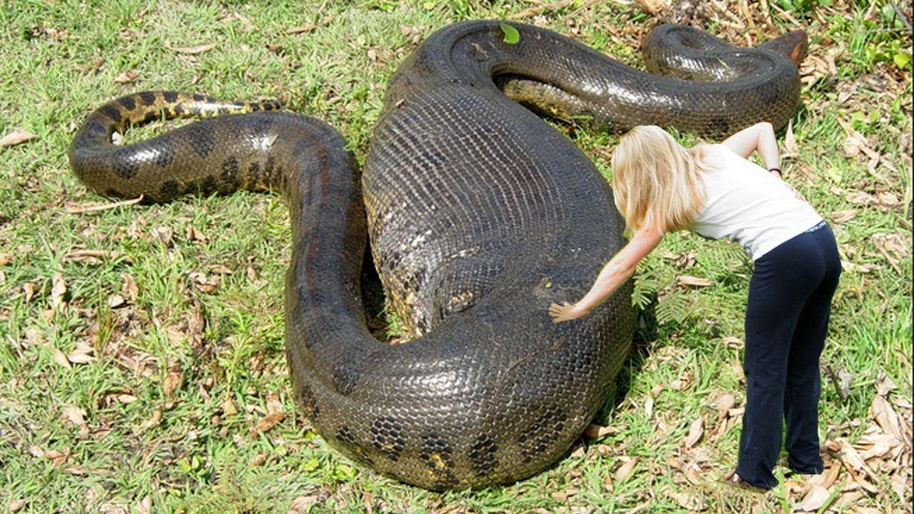 biggest snake image