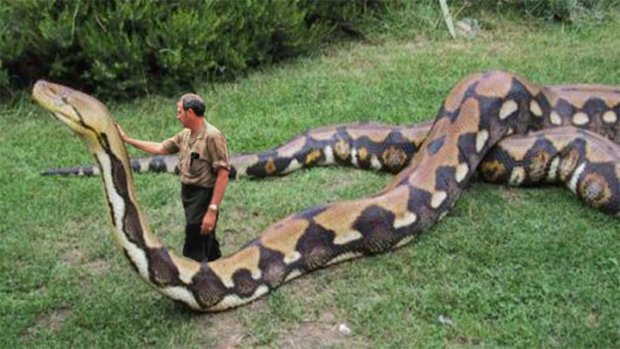horrible big snake image