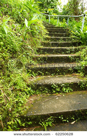natural mossy stairsways wallpaper