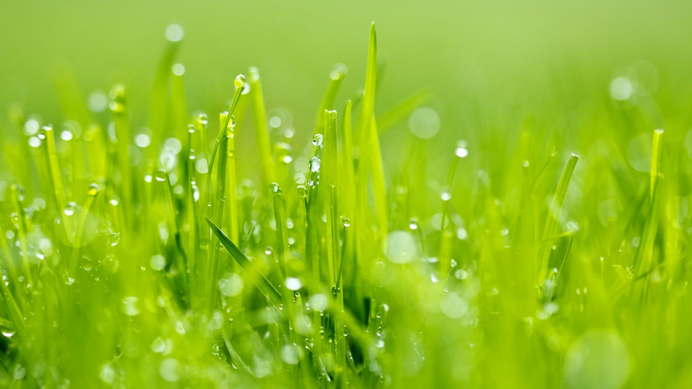 morning dew grass and wallpaper