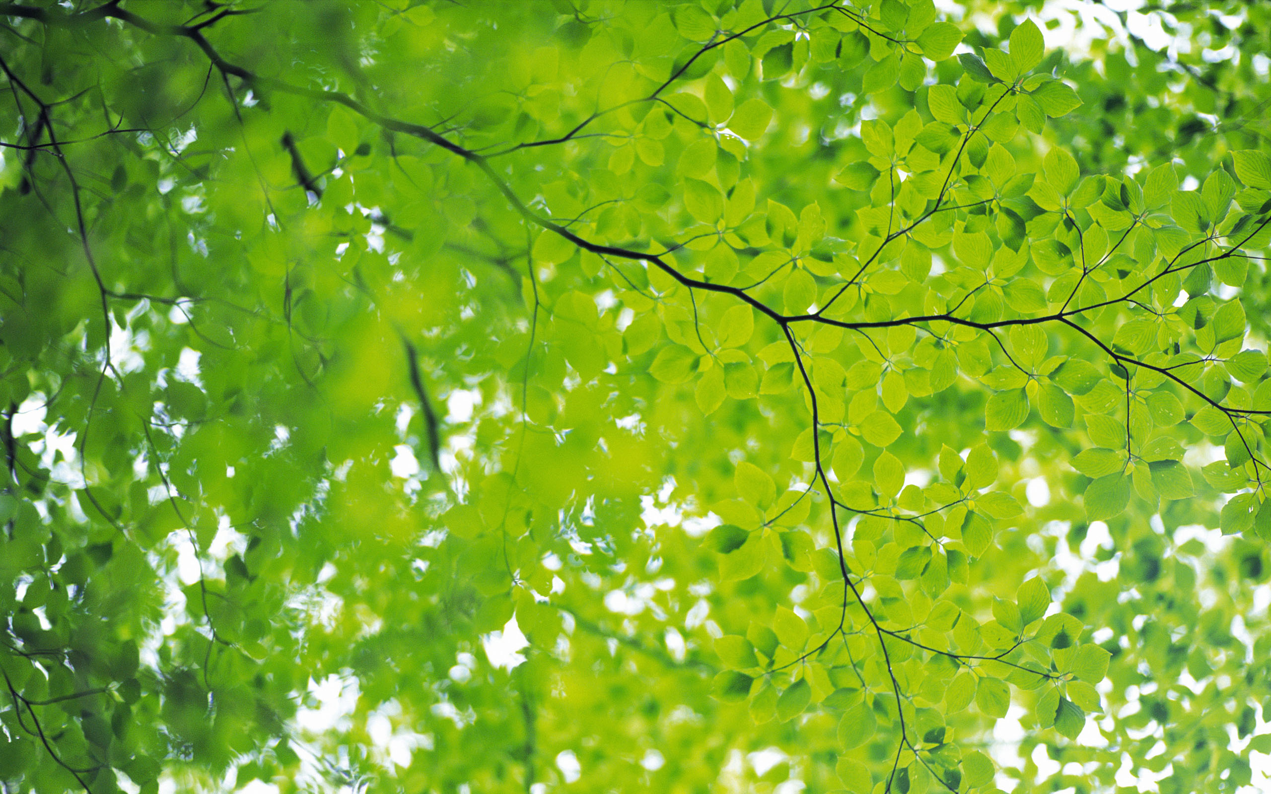 green leafs wallpaper for desktop