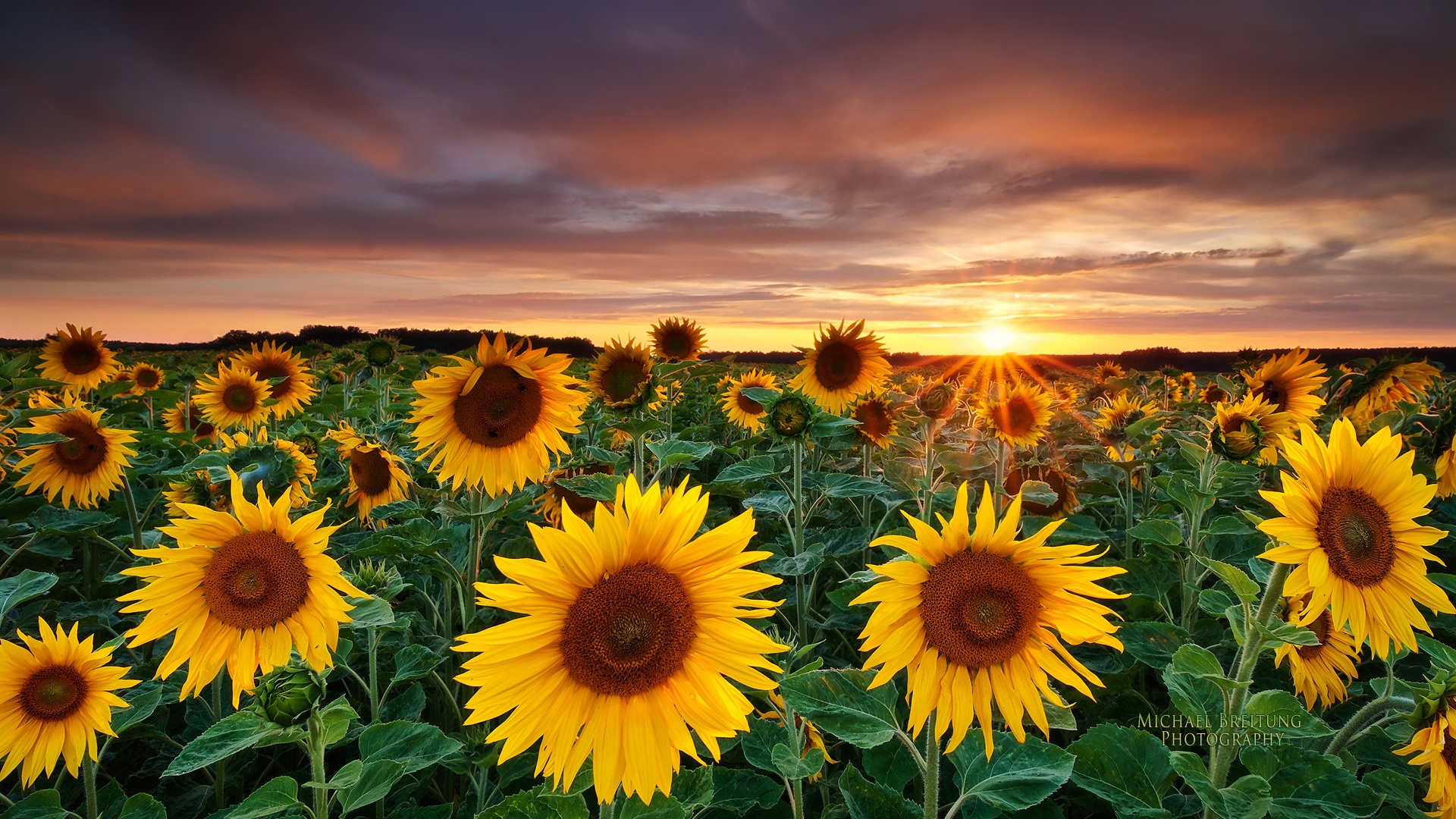 sunflower image for desktop