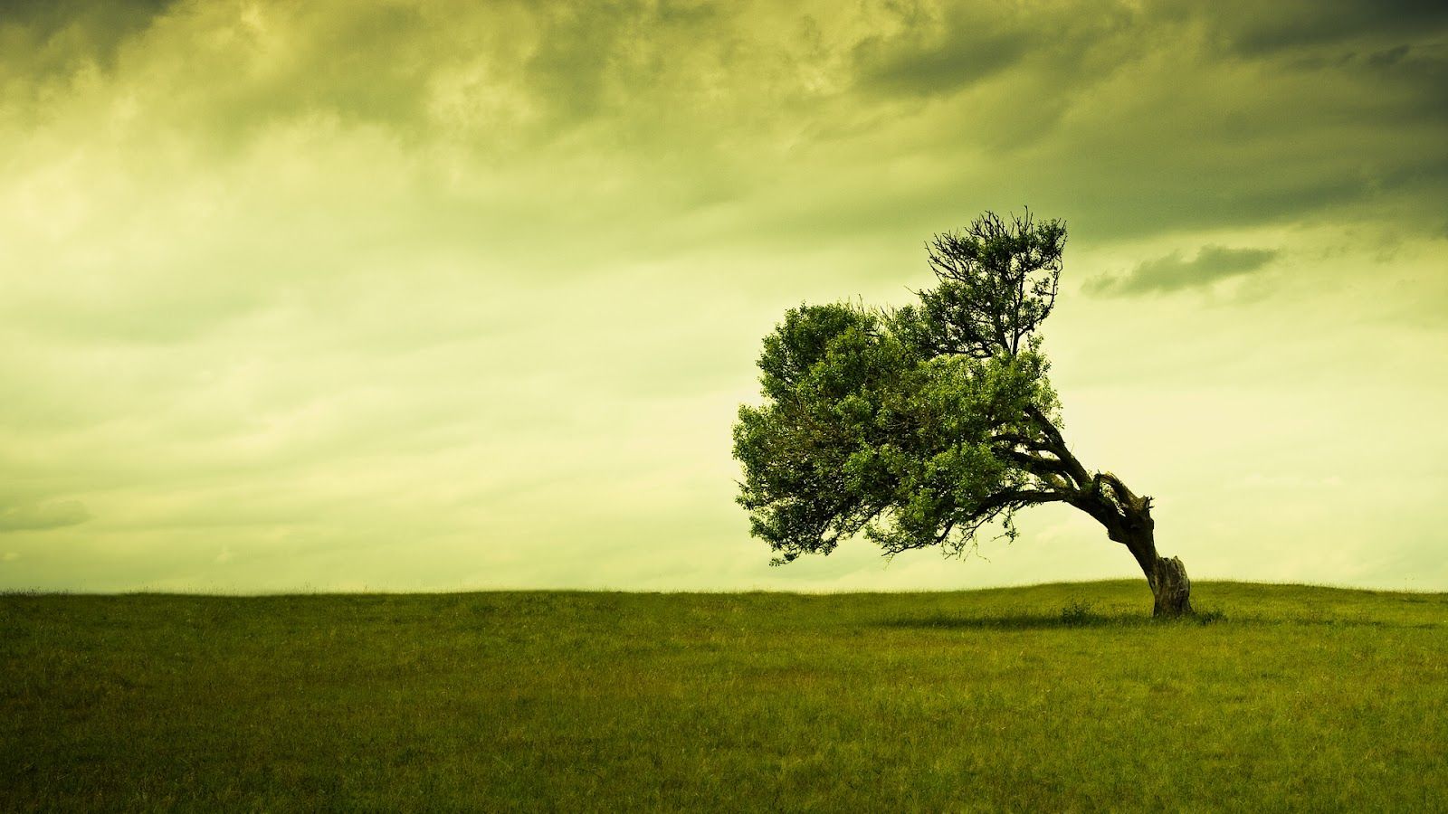 beautiful green tree image