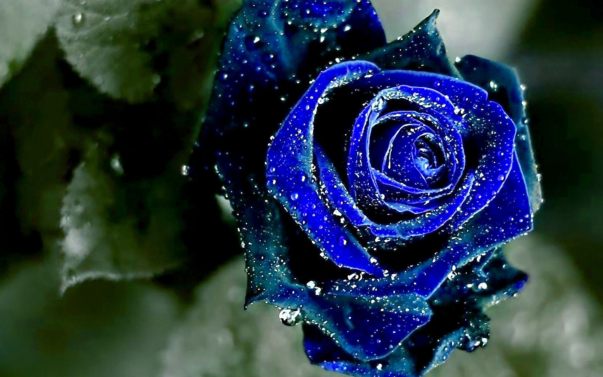 beautiful blue rose image