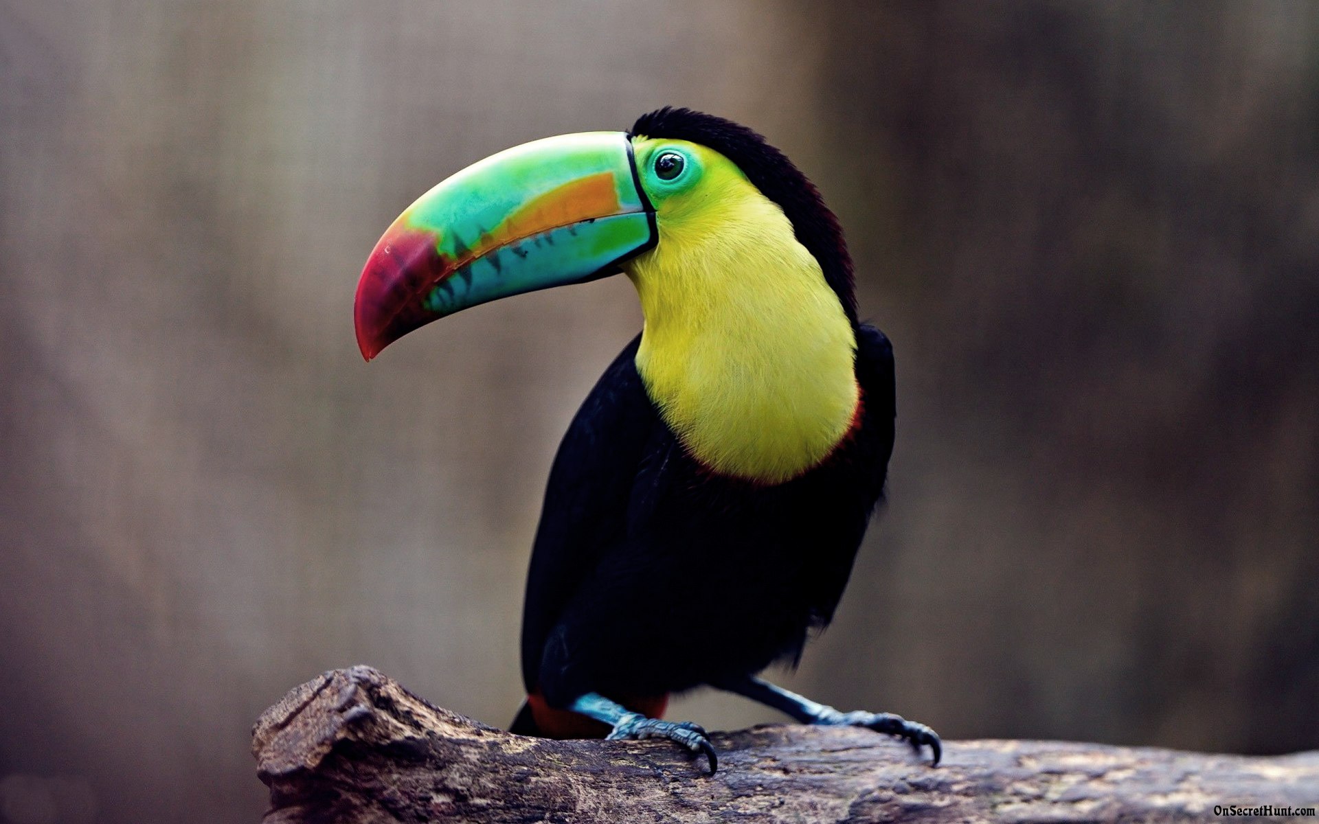 colorful toucan bird image