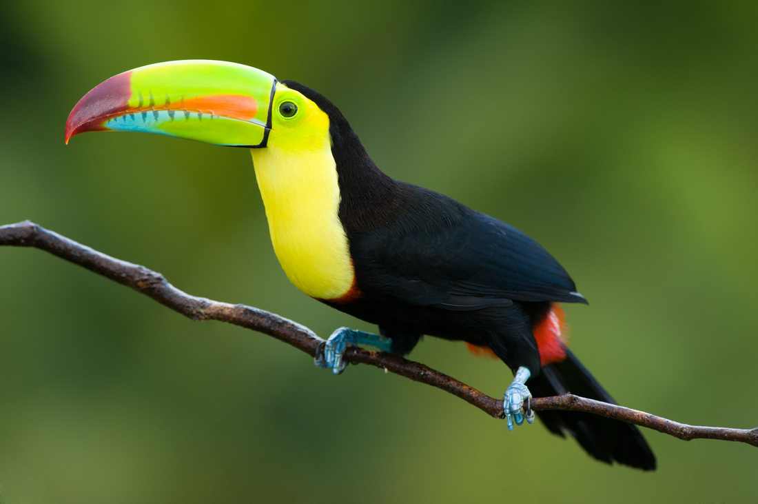 dream of toucan