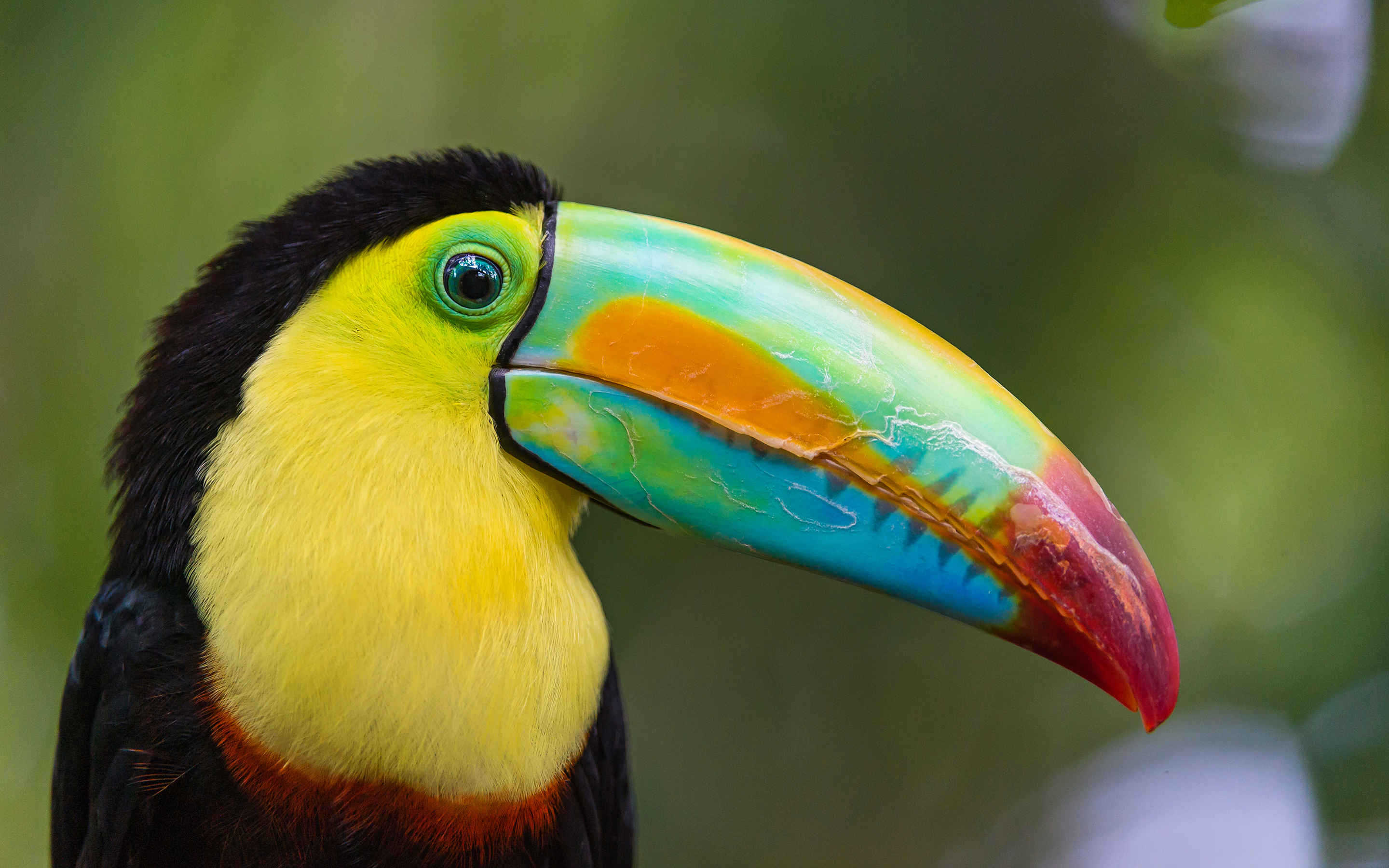 nice hd toucan bird