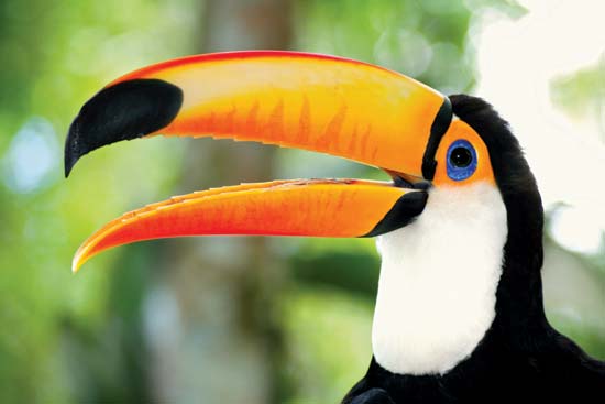 wallpaper of toucan bird