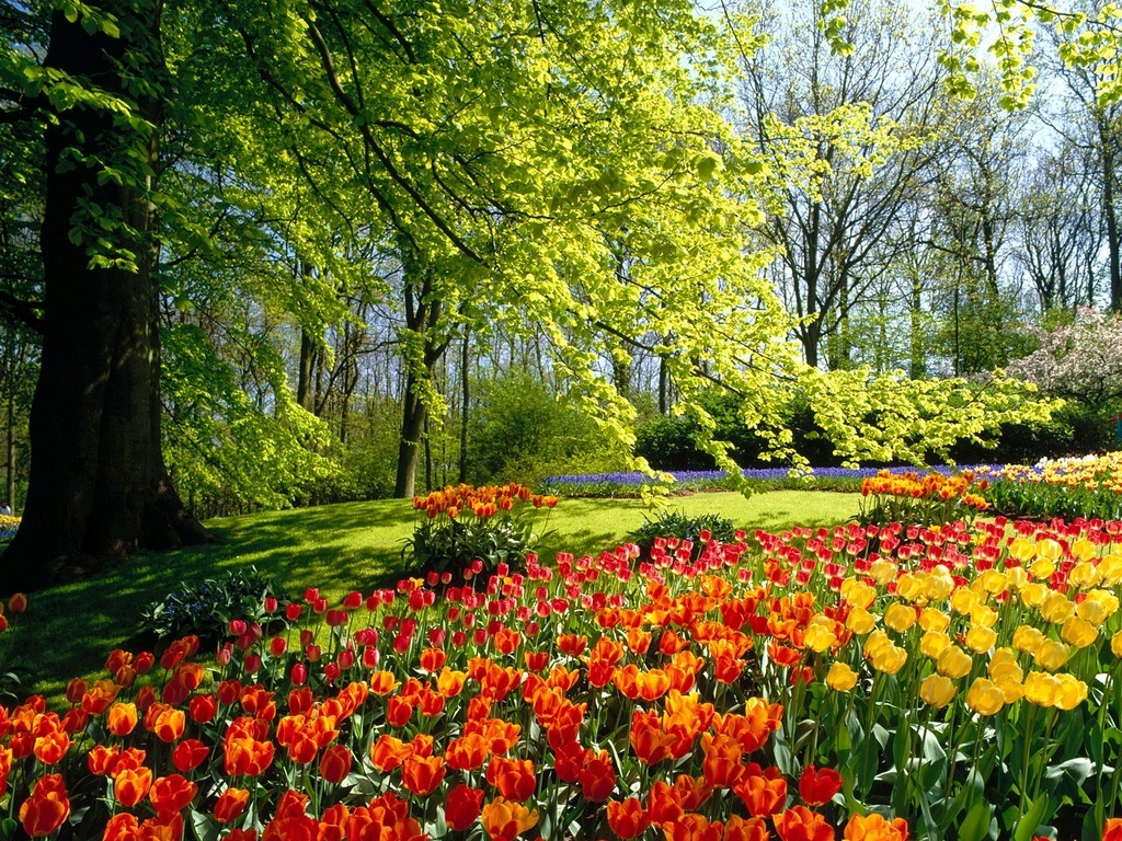 collection of natural flowers