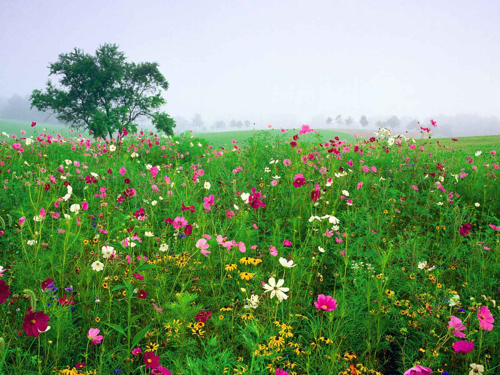 flowers field wallpaper