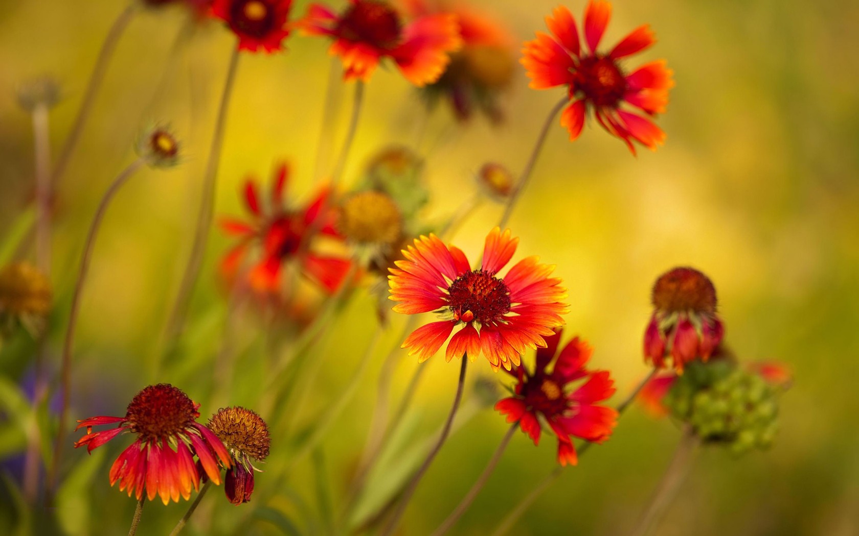 red flowers photo hd