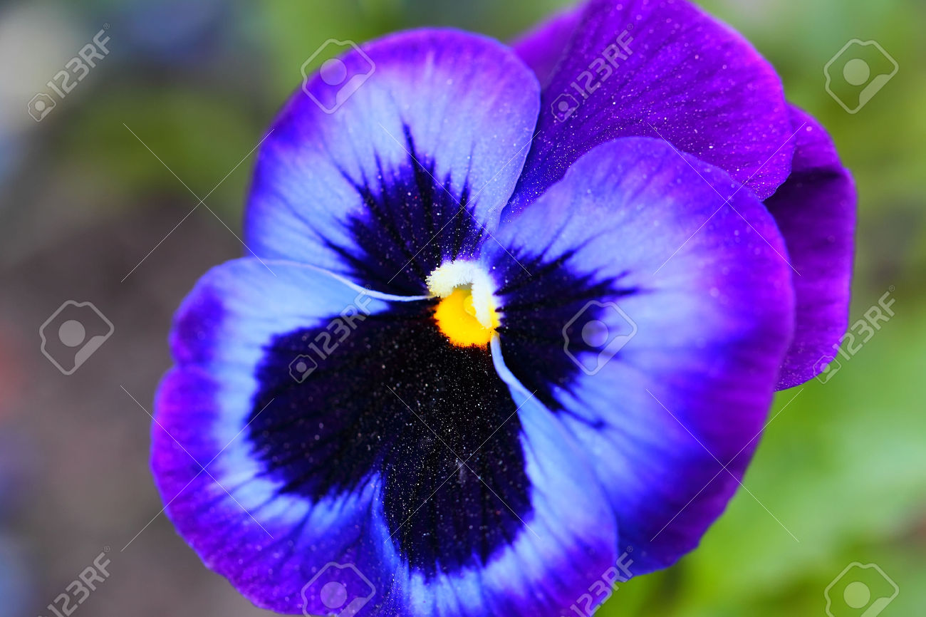 pansy violet flower on the earth