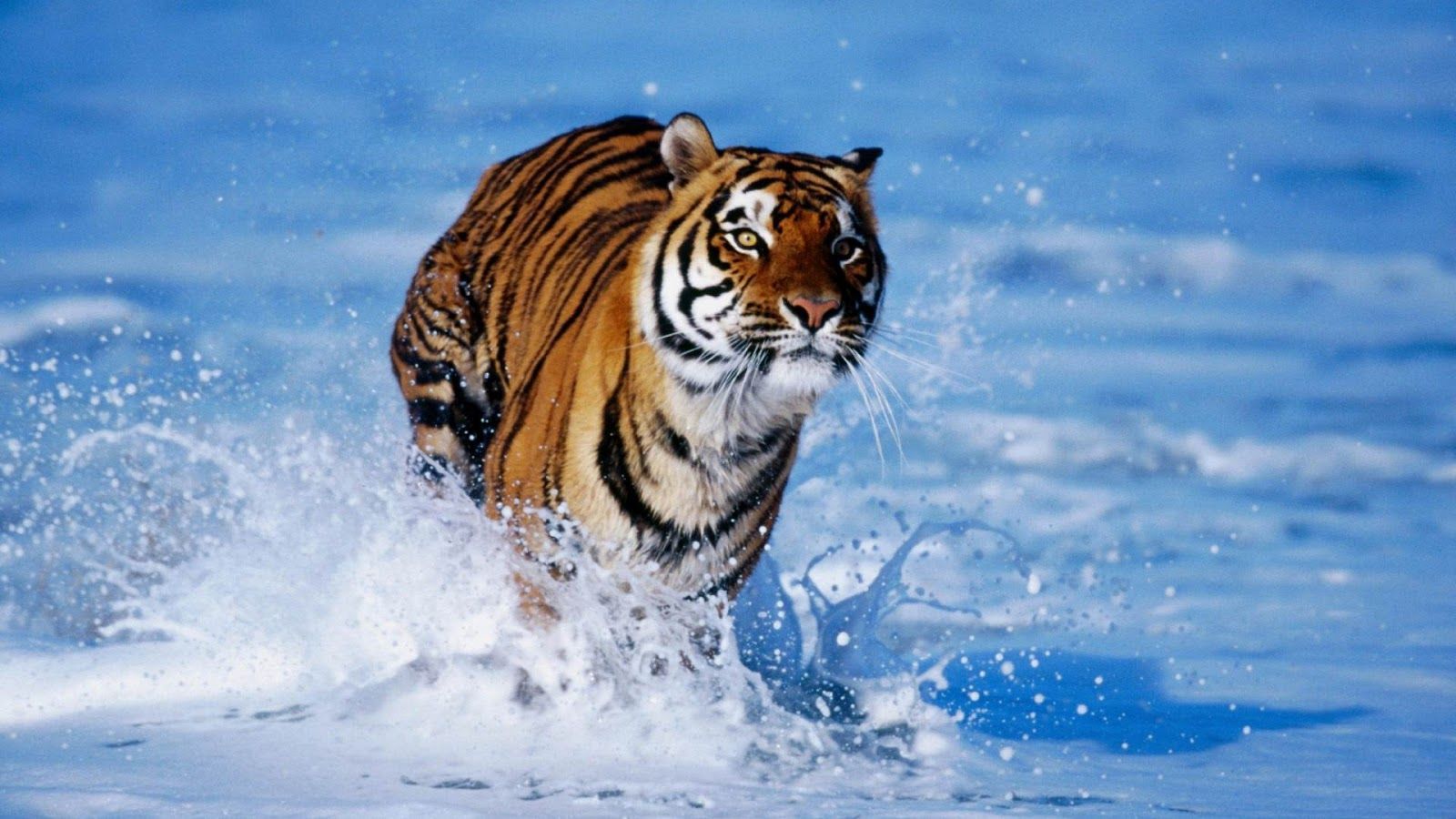 awesome tiger in sea