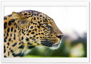 big cat leopard portrait
