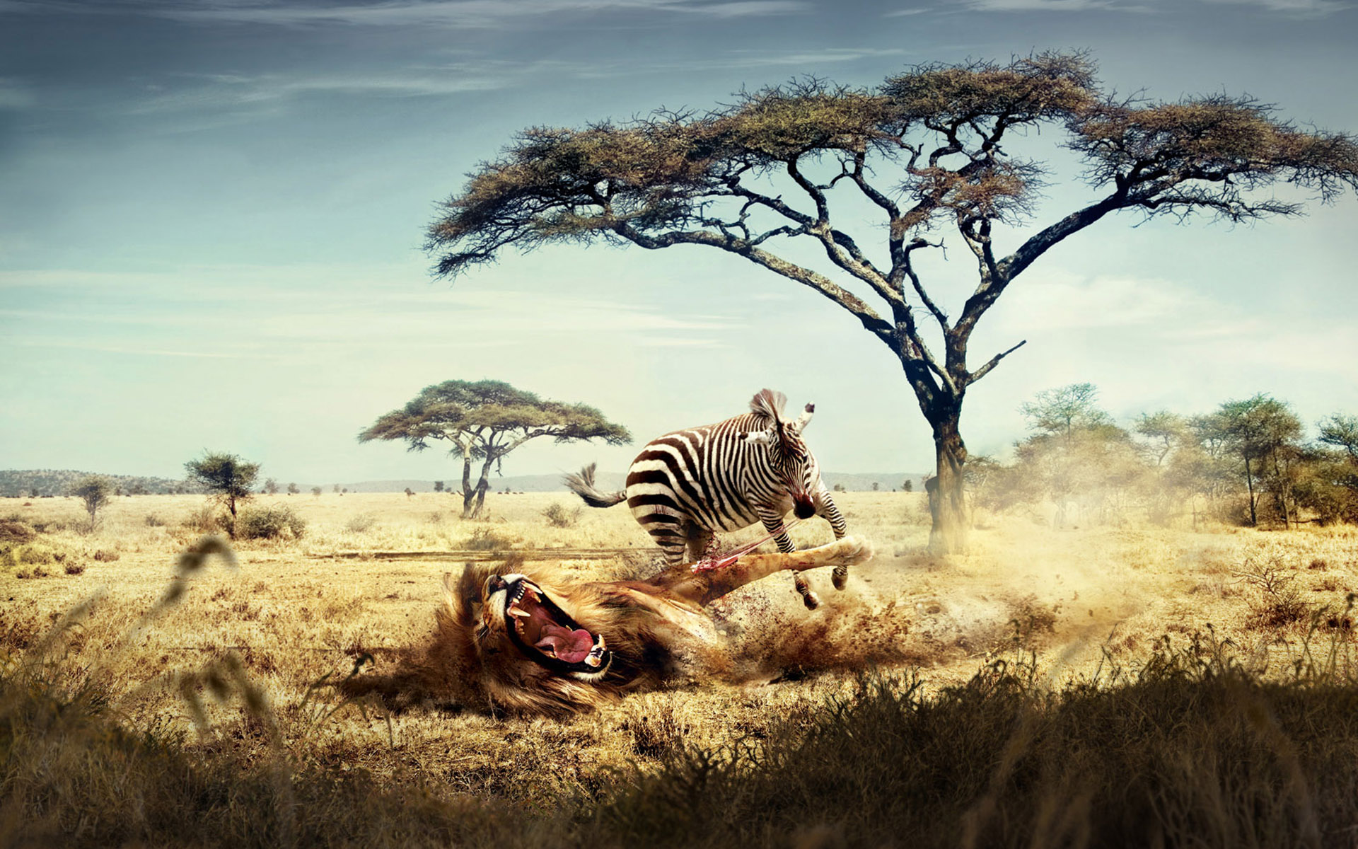 wild lion zebra chase wide