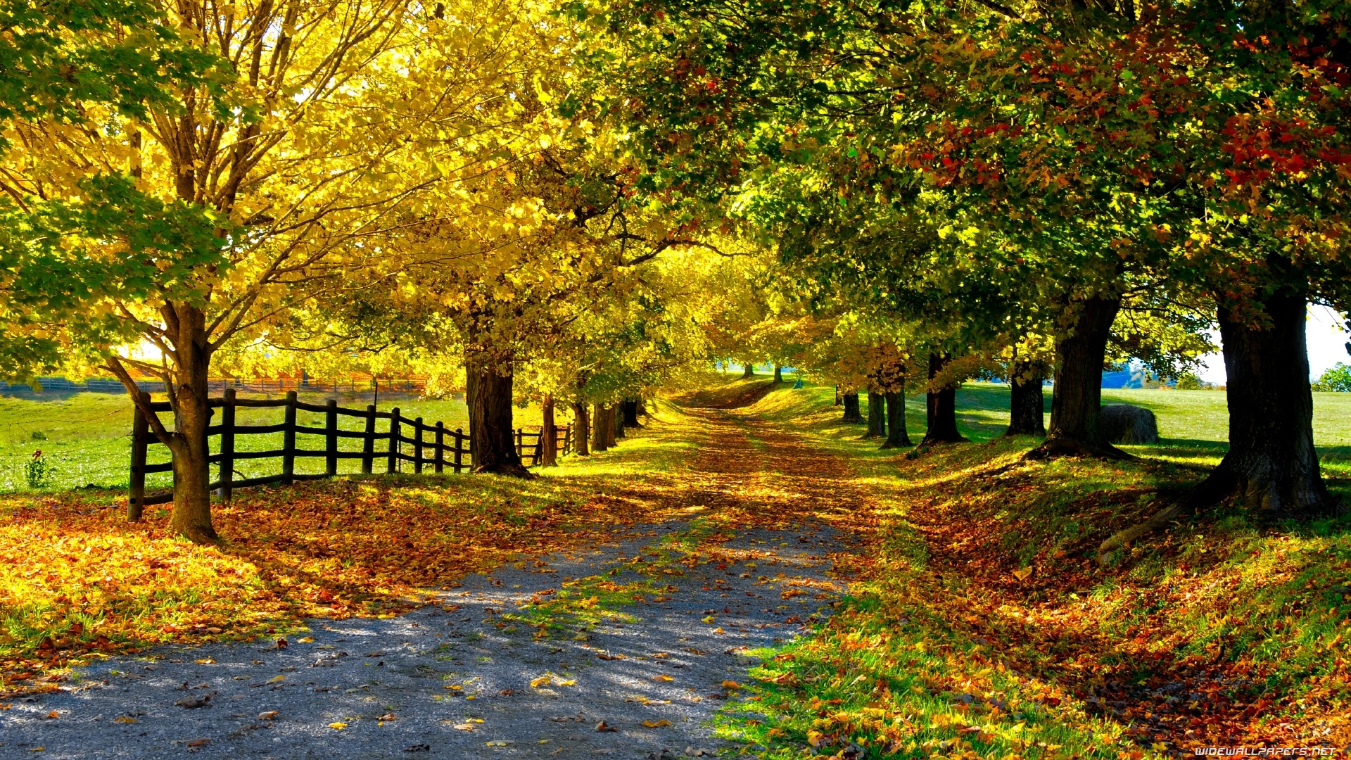 yellow tree spring image