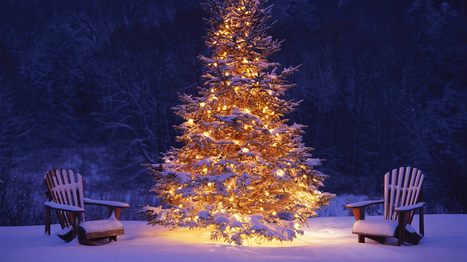 lovely christmas tree photo