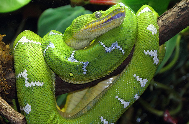animals emerald tree boa snake